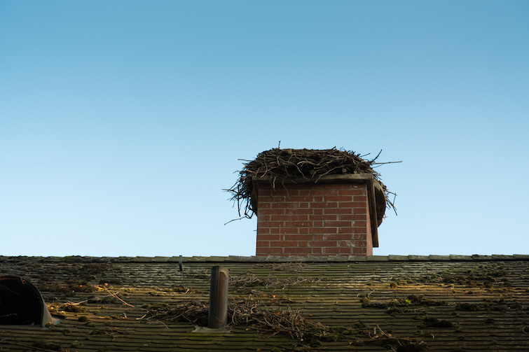 two storks are perched on top of a chimney